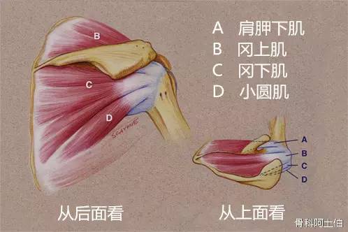 肩袖是由冈上肌,冈下肌,肩胛下肌和小圆肌这些肌腱组织形成的一个包