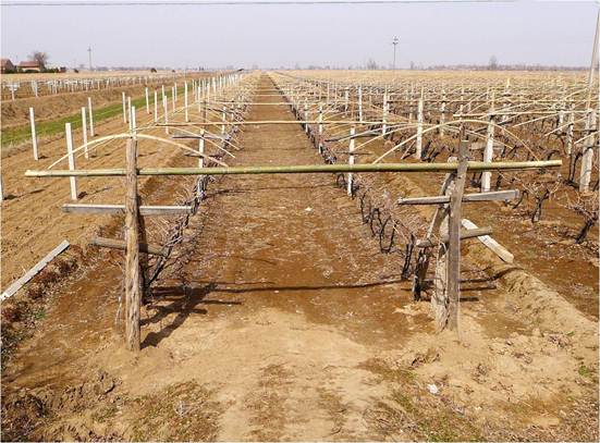 葡萄避雨栽培的管理要点及与露地栽培的区别