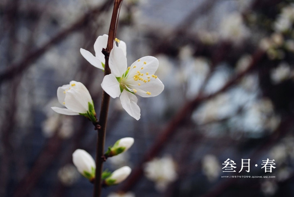 又是一年赏花时 彭州几大赏花地点分享-彭米网