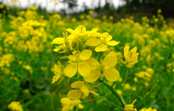 金堂——油菜花