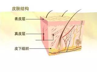 表皮有五层:1角质层,2层,3颗粒层,4棘细胞层,5基底层