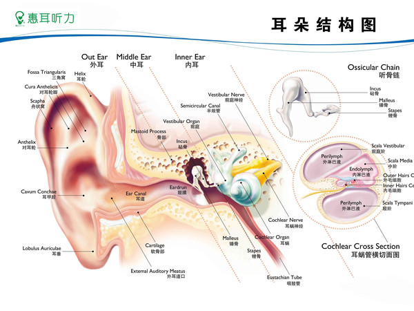 耳朵听不清楚声音,身体其他没有什么不舒服