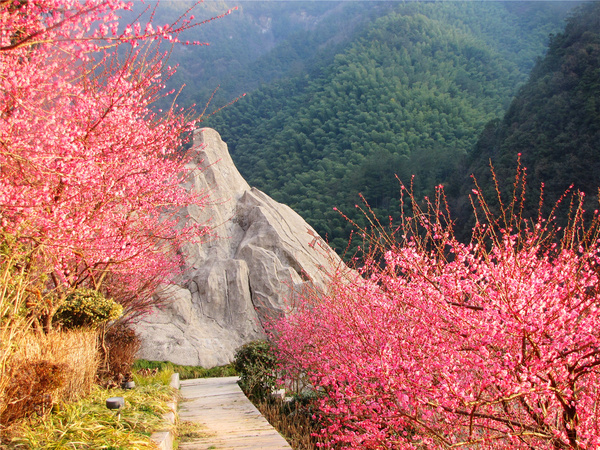 黄山:红梅花开报春来