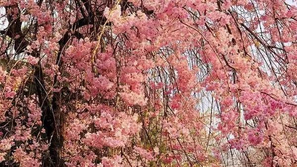 成都就能看世界樱花,不用打飞的去日本奈良了!