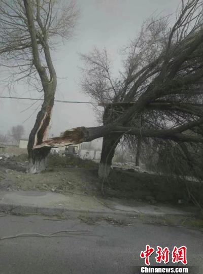 新疆和硕县遭遇罕见大风沙尘:刮断大树 吹倒三