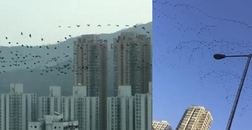 香港屯门逾2000只候鸟飞过 网民：壮观又奇妙(图)