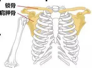 你的肩胛骨位置对不对