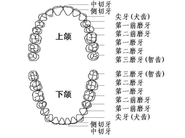 【组图】乳牙,恒牙的名称,牙位,形态