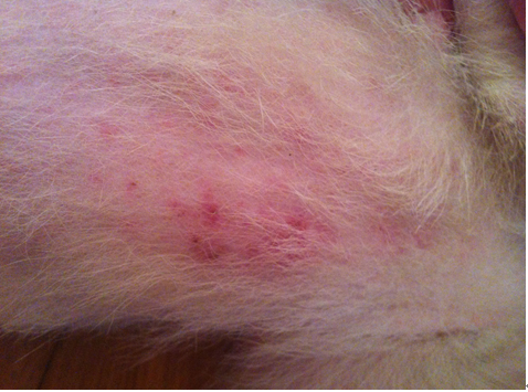 狗狗真菌感染皮肤病的治疗及注意事项