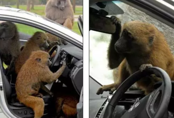 交通趣闻:瑞士难见私车跑,美国猴子会开车