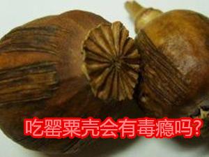 吃罂粟壳会有毒瘾吗?