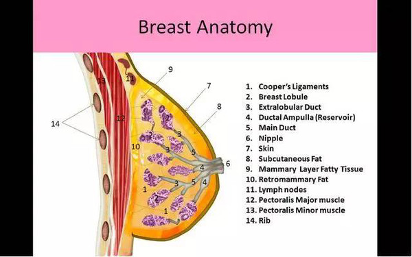 乳房的解剖结构:图中1就是固定胸部的库珀韧带.