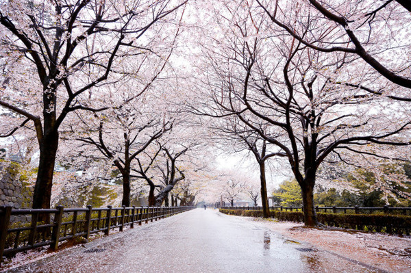 大眼睛带你一起去看樱花雨,日本北关东4月出发