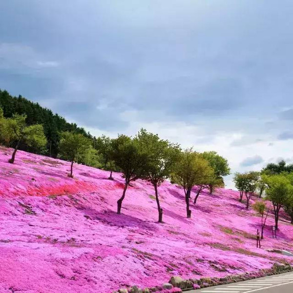 大眼睛带你一起去看樱花雨,日本北关东4月出发