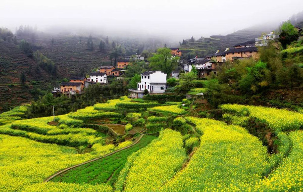 时间:3月下旬至4月 地点:歙县桂林镇紫金山生态农业园,搁船尖景区