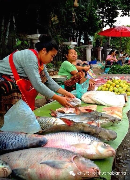 刚从湄公河捞出还活蹦乱跳的江鱼,早市就在湄公河岸上