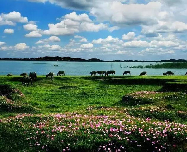 鄱阳湖国家湿地公园8.