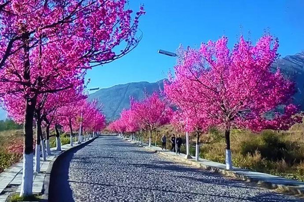 其中,大理学院的樱花最为出名,堪称"中国最浪漫的校园",美得让人陶醉.