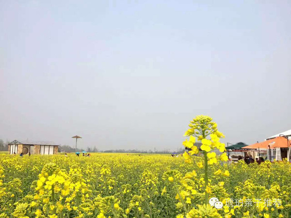 崇州市重庆路·油菜花