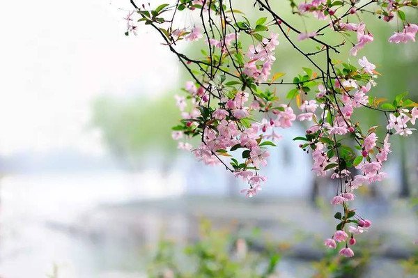 促春遘时雨,始雷发东隅,众蛰各潜骇,草木纵横舒—晋·陶渊明feb.