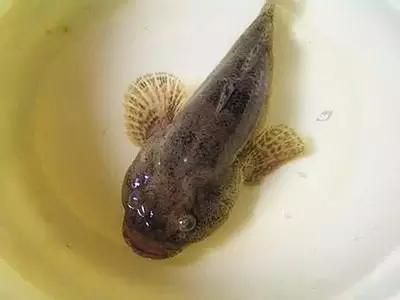 塘鲤鱼 鰟鮍鱼蒸螺蛳