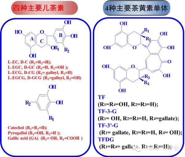 图示:茶叶中主要儿茶素及茶黄素单体
