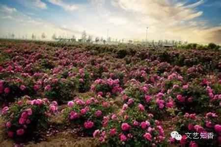 与爱相约.五月携手丽江拉市海(花花色玫瑰庄园)