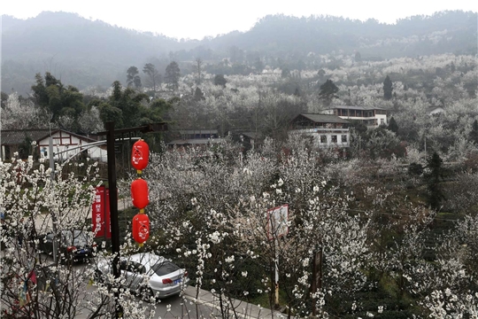 目前,蒲江县光明乡满山遍野的樱桃花已全面盛开,一树树的樱桃花,一簇