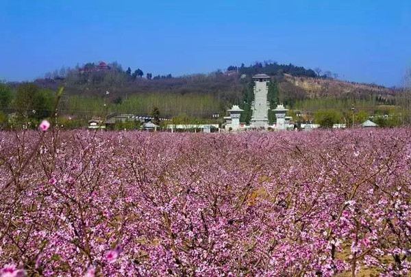【微旅游】芒砀山赏花秘籍,带着它感受春天的美丽吧