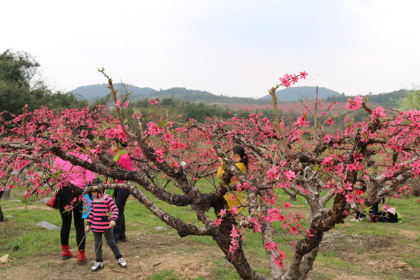 岭南三月醉美桃花,2016广东连州桃花节正式开幕啦