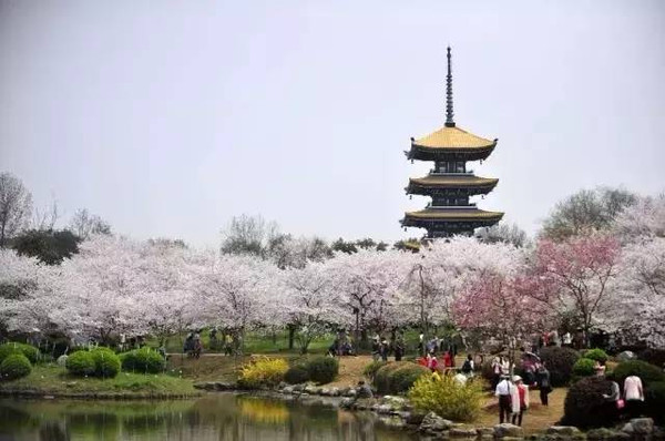 图】武汉春季赏樱攻略,更有不容错过的樱花季