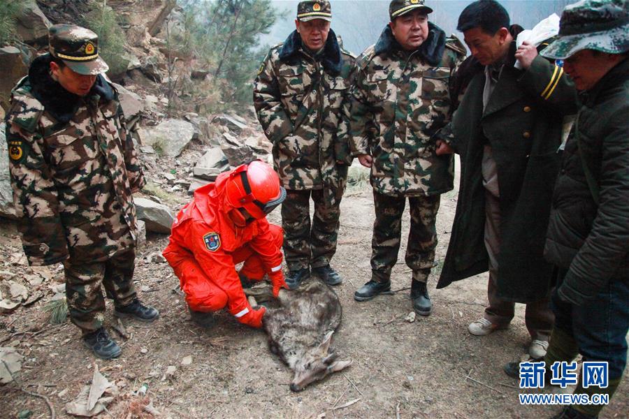 甘肃甘南：森警官兵火场解救受伤麋鹿(组图)