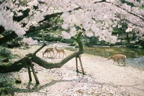 3月,我想带你去日本看一场樱花雨