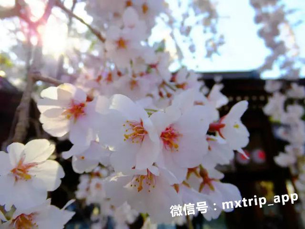 3月,我想带你去日本看一场樱花雨