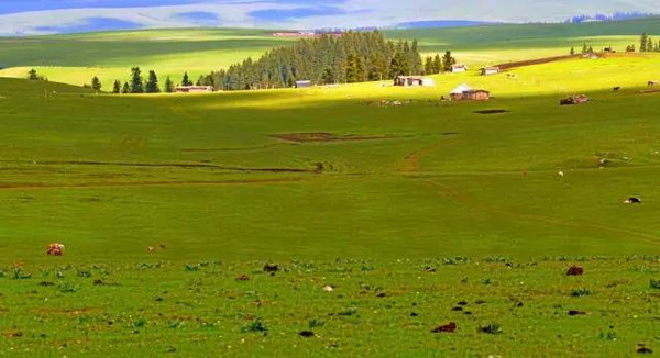 前来考察,为之倾倒,认为喀拉峻草原是世界上少有的第一流的天然草场