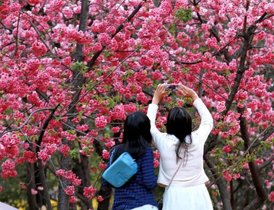 "三八"节掀起出游小高峰 昆明各大景区推出精彩节目(图)