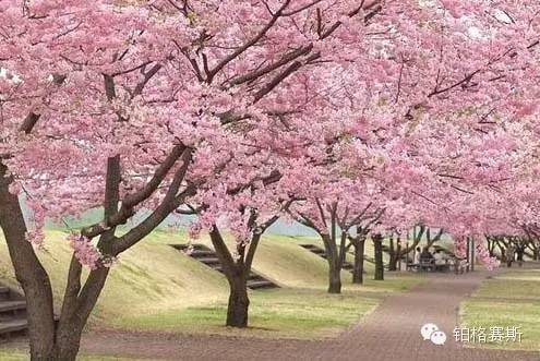 暖春三月赏樱花,日本几月赏樱花最好,日本赏樱