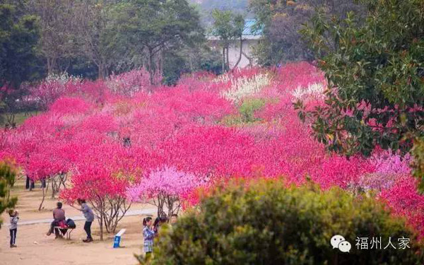 农大观音湖畔桃花盛季,环湖泛着星星点点的桃花红柳绿.