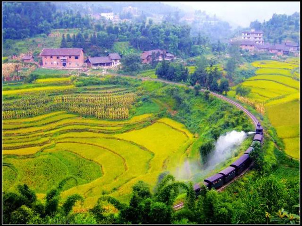 嘉阳小火车油菜花