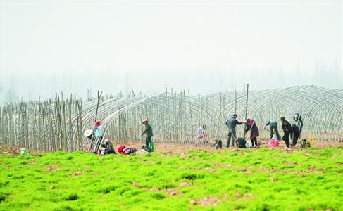 武汉村民为多获征地赔偿抢种抢建