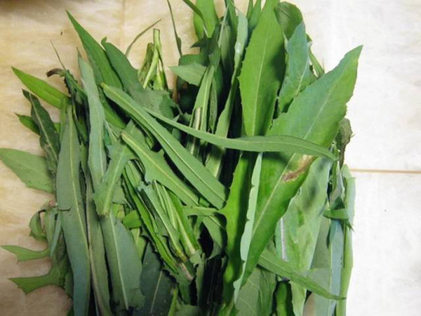 能吃的野菜图片及名称内容|能吃的野菜图片及名称 ...