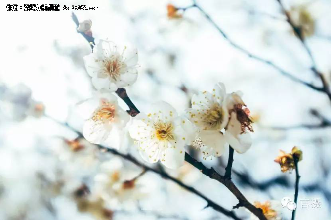 又到一年樱花季日本赏花攻略及拍摄指南 搜狐滚动