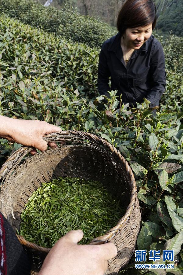 降温压头芽 茶农忙采茶--倒春寒下浙江西湖龙