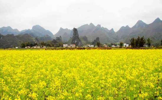 南宁周边即将变为一片花海,-旅游频道-手机搜狐