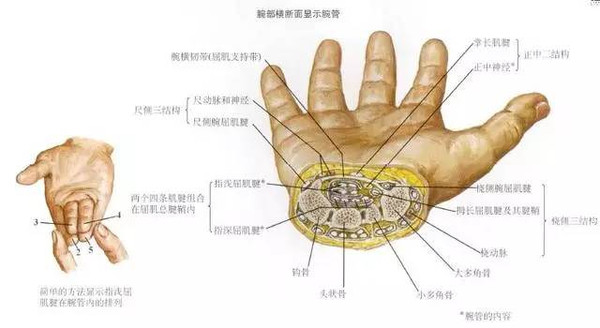 《奈特人体解剖彩色图谱》) 病因及好发人群 发生腕管综合征的原因