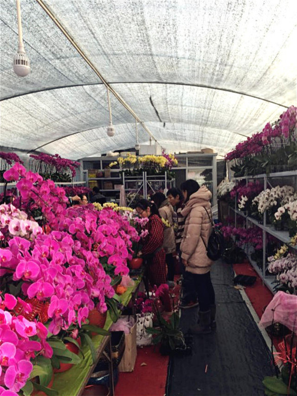 上海龙大花卉市场
