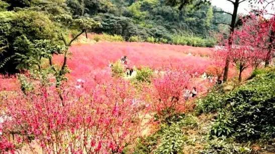 明天起江门白水带桃花要"闭关修炼"啦!