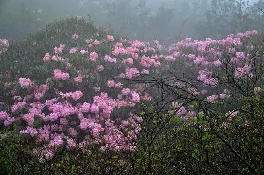 炎陵神农谷国家森林公园和大院农场都是炎陵生态游的最佳去处,神农谷