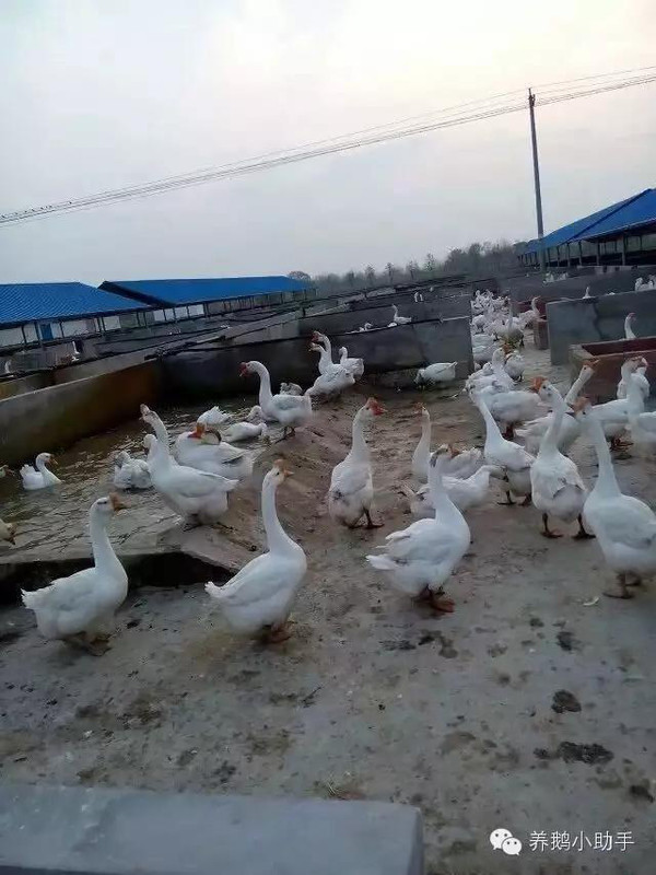 ΰС쳡ķܽ