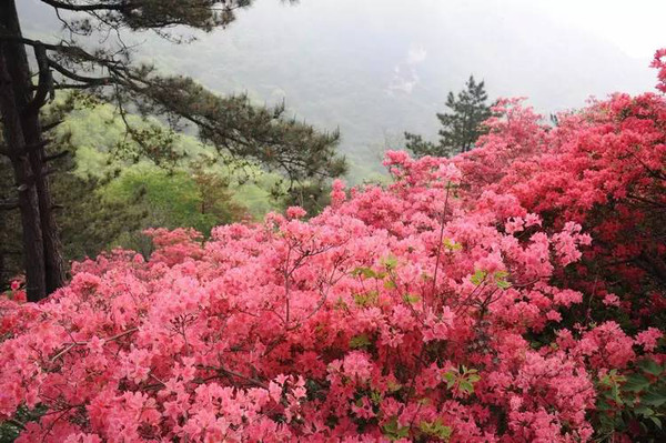 花海的季节赏花绝妙地